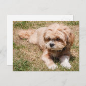 Lhasa Apso Briefkaart (Voorkant / Achterkant)