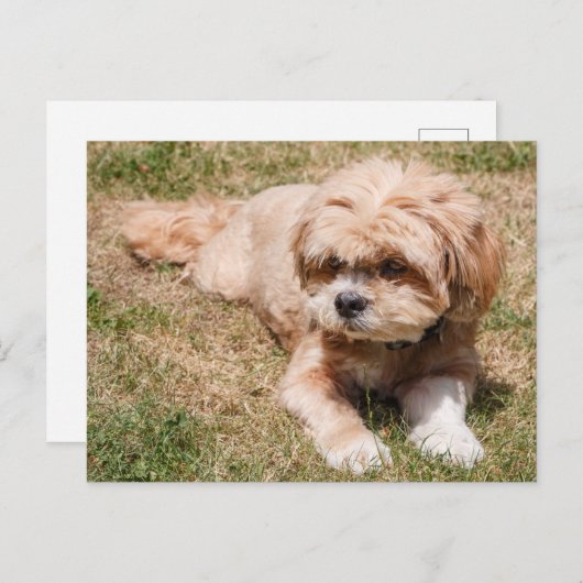Lhasa Apso Briefkaart (Voorkant / Achterkant)