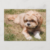 Lhasa Apso Briefkaart (Voorkant)