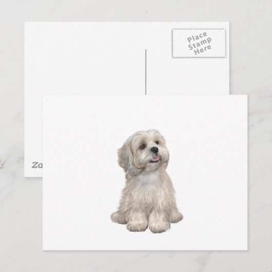 Lhasa Apso (C) - Licht goud Briefkaart (Voorkant / Achterkant)