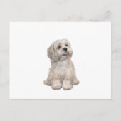 Lhasa Apso (C) - Licht goud Briefkaart (Voorkant)