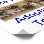 Lhasa Apso Dog Adoptions Today Signs Poster (Hoek)