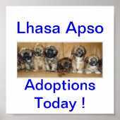 Lhasa Apso Dog Adoptions Today Signs Poster (Voorkant)