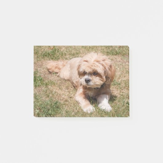 Lhasa Apso dog Post-it® Notes (Voorkant)