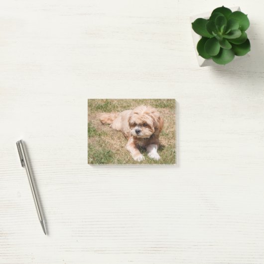 Lhasa Apso dog Post-it® Notes (Kantoor)