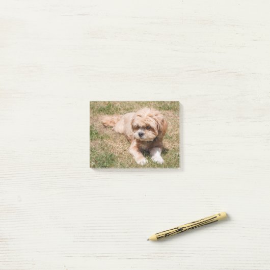 Lhasa Apso dog Post-it® Notes (Op bureau)