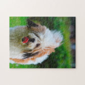 Lhasa Apso-hondenras. Legpuzzel (Horizontaal)