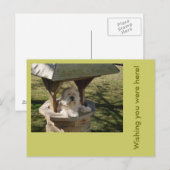 Lhasa Apso in een put Briefkaart (Voorkant / Achterkant)