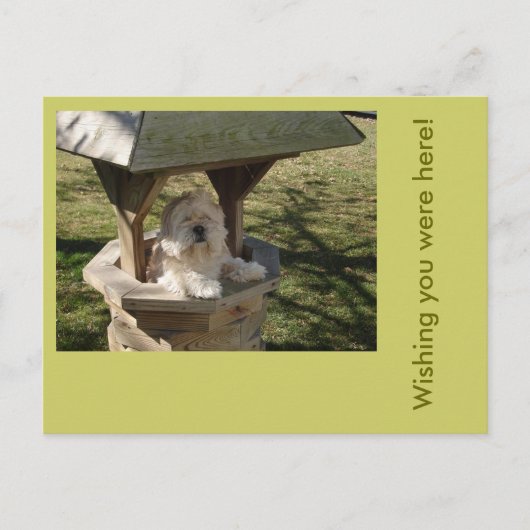 Lhasa Apso in een put Briefkaart (Voorkant)