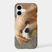 Lhasa Apso in een tuin