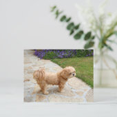 Lhasa Apso in een tuin Briefkaart (Staand voorkant)
