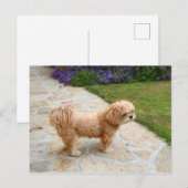 Lhasa Apso in een tuin Briefkaart (Voorkant / Achterkant)