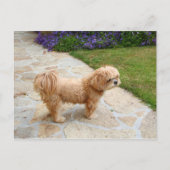 Lhasa Apso in een tuin Briefkaart (Voorkant)