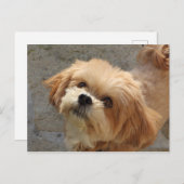 Lhasa Apso in een tuin Briefkaart (Voorkant / Achterkant)