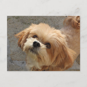 Lhasa Apso in een tuin Briefkaart