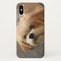 Lhasa Apso in een tuin