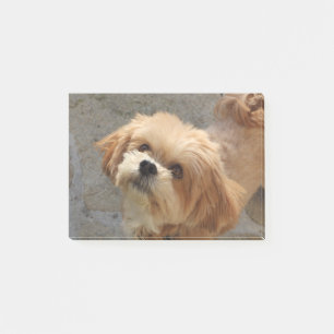 Lhasa Apso in een tuin Post-it® Notes