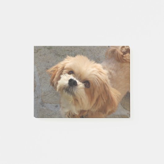 Lhasa Apso in een tuin Post-it® Notes (Voorkant)