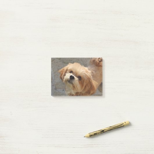 Lhasa Apso in een tuin Post-it® Notes (Op bureau)
