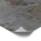 Lhasa Apso in een tuin Poster (Hoek)