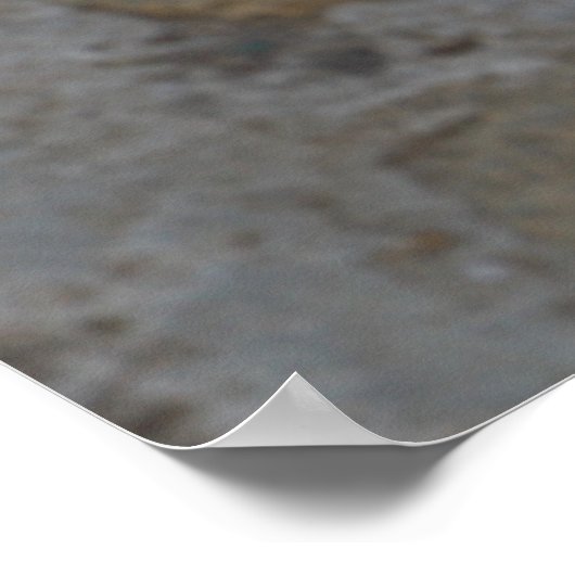 Lhasa Apso in een tuin Poster (Hoek)