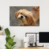 Lhasa Apso in een tuin Poster (Thuiskantoor)