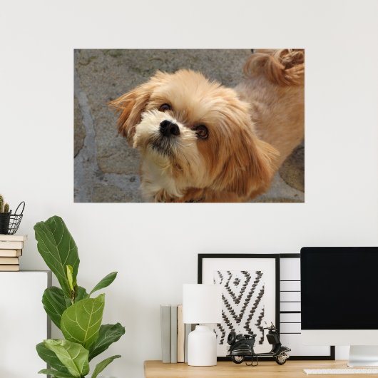 Lhasa Apso in een tuin Poster (Thuiskantoor)