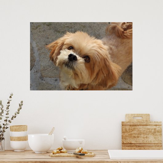 Lhasa Apso in een tuin Poster (Keuken)