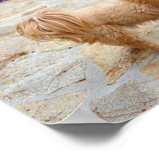 Lhasa Apso in een tuin Poster (Hoek)