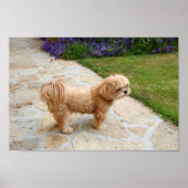 Lhasa Apso in een tuin Poster (Voorkant)