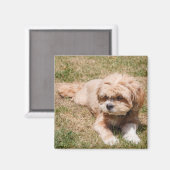 Lhasa Apso Magneet (Voorkant / Achterkant)