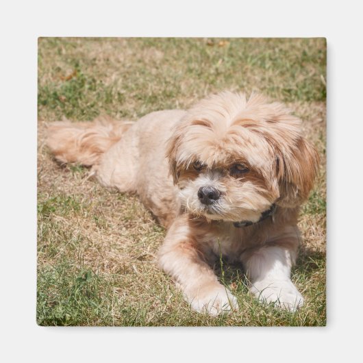 Lhasa Apso Magneet (Voorkant)