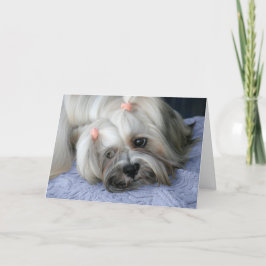 Lhasa Apso Mist je Kaart