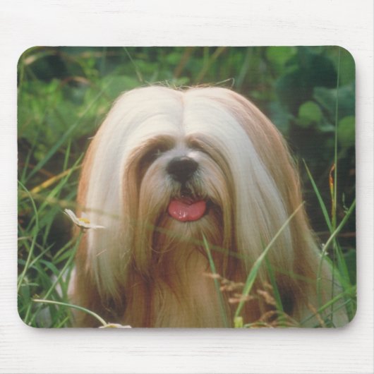 Lhasa Apso Muismat (Voorkant)