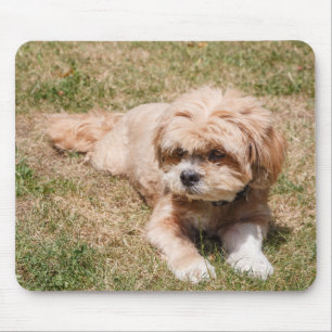 Lhasa Apso Muismat