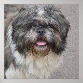 Lhasa Apso Poster (Voorkant)