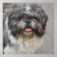 Lhasa Apso