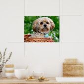 Lhasa Apso Puppy Dog in een mandje Poster (Keuken)