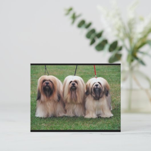Lhasa Apso Trio Briefkaart (Staand voorkant)
