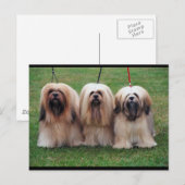Lhasa Apso Trio Briefkaart (Voorkant / Achterkant)