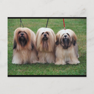 Lhasa Apso Trio Briefkaart