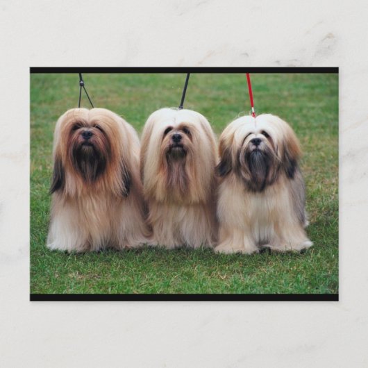 Lhasa Apso Trio Briefkaart (Voorkant)