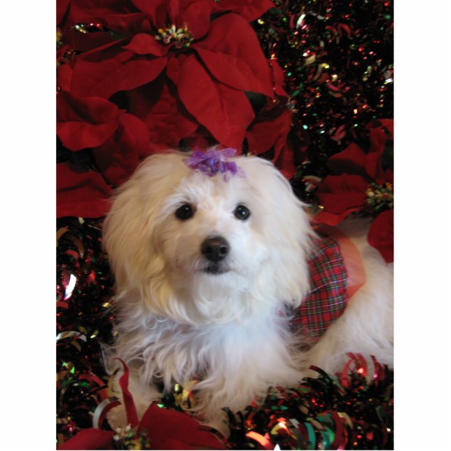 LhasaPoo Staand Fotobeeldje (Voorkant)