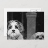 Lhaso Apso x Yorkie en een Poodle x Shitzu Briefkaart (Voorkant / Achterkant)
