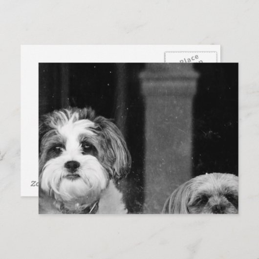 Lhaso Apso x Yorkie en een Poodle x Shitzu Briefkaart (Voorkant / Achterkant)