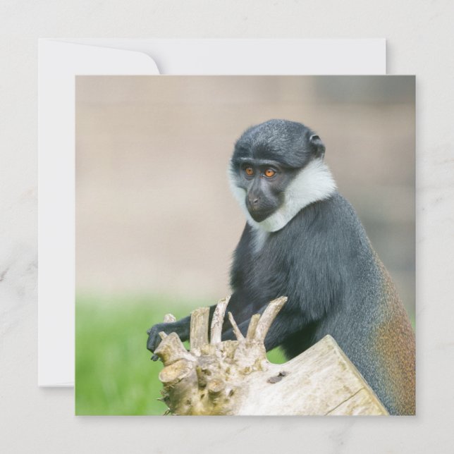 L'Hoest's Monkey op een houten baars (Voorkant)