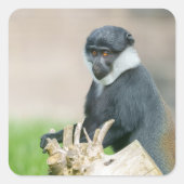 L'Hoest's Monkey op een houten baars Vierkante Sticker (Voorkant)