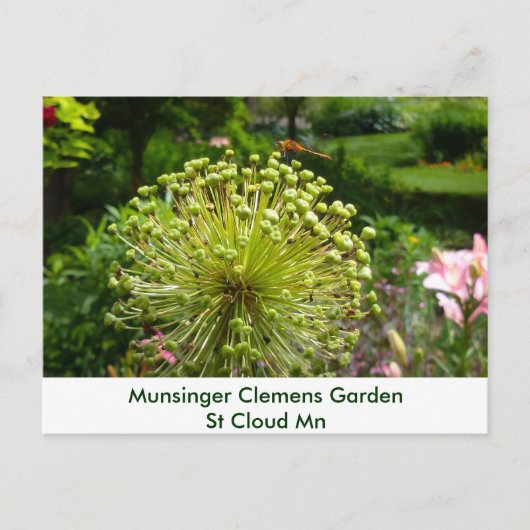Libel bij Tuin Munsinger Briefkaart (Voorkant)