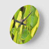 Libel Blauw en zwart op gras Ronde Klok (Hoek)