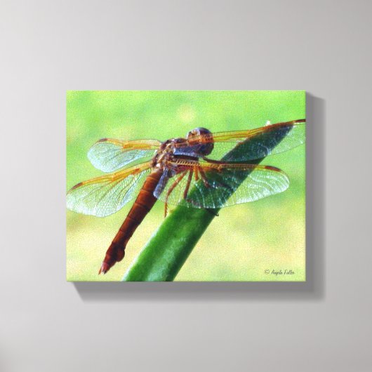 Libel op Aloe Plant Ingepakt Canvas Afdruk (Voorkant)